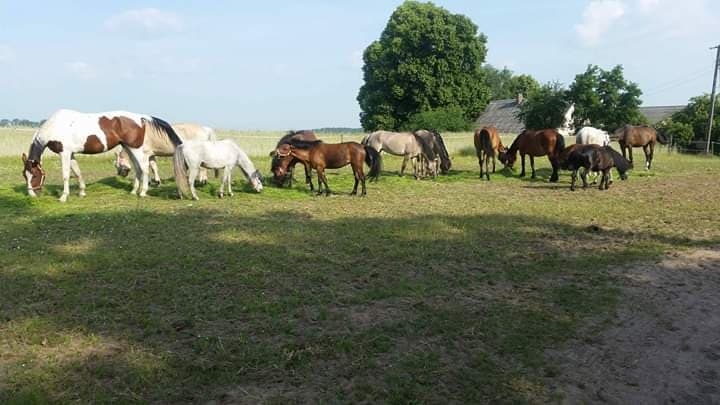 Gospo Agro "Stajnia Dąb"
