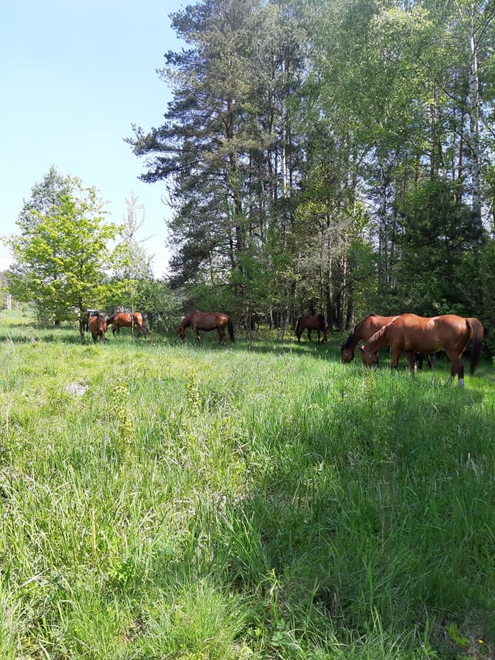 Rancho Broszka