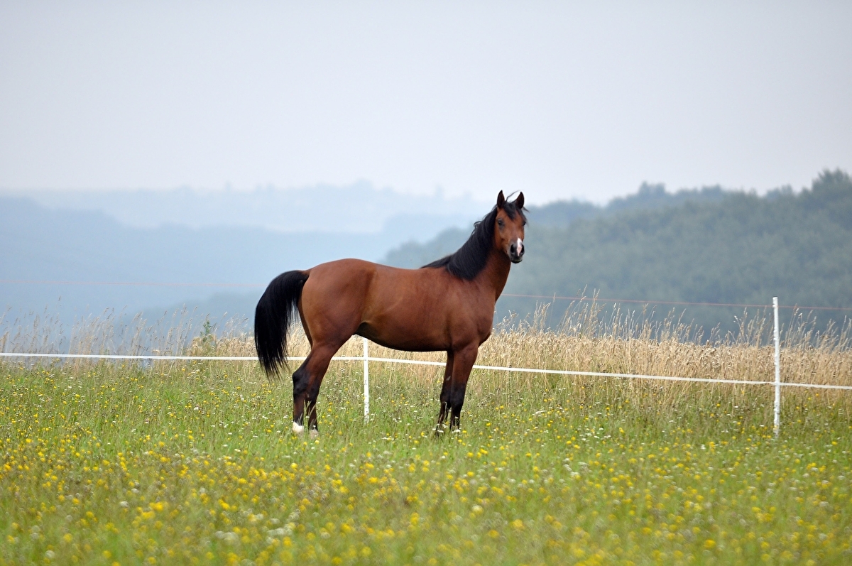 Zacisze Kniazia