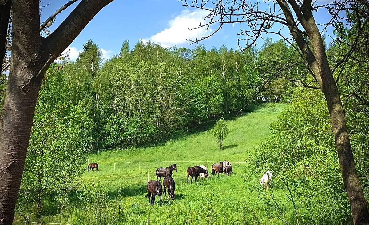 Stajnia Happy Valley