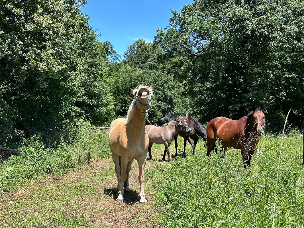 Stajnia HorseCare