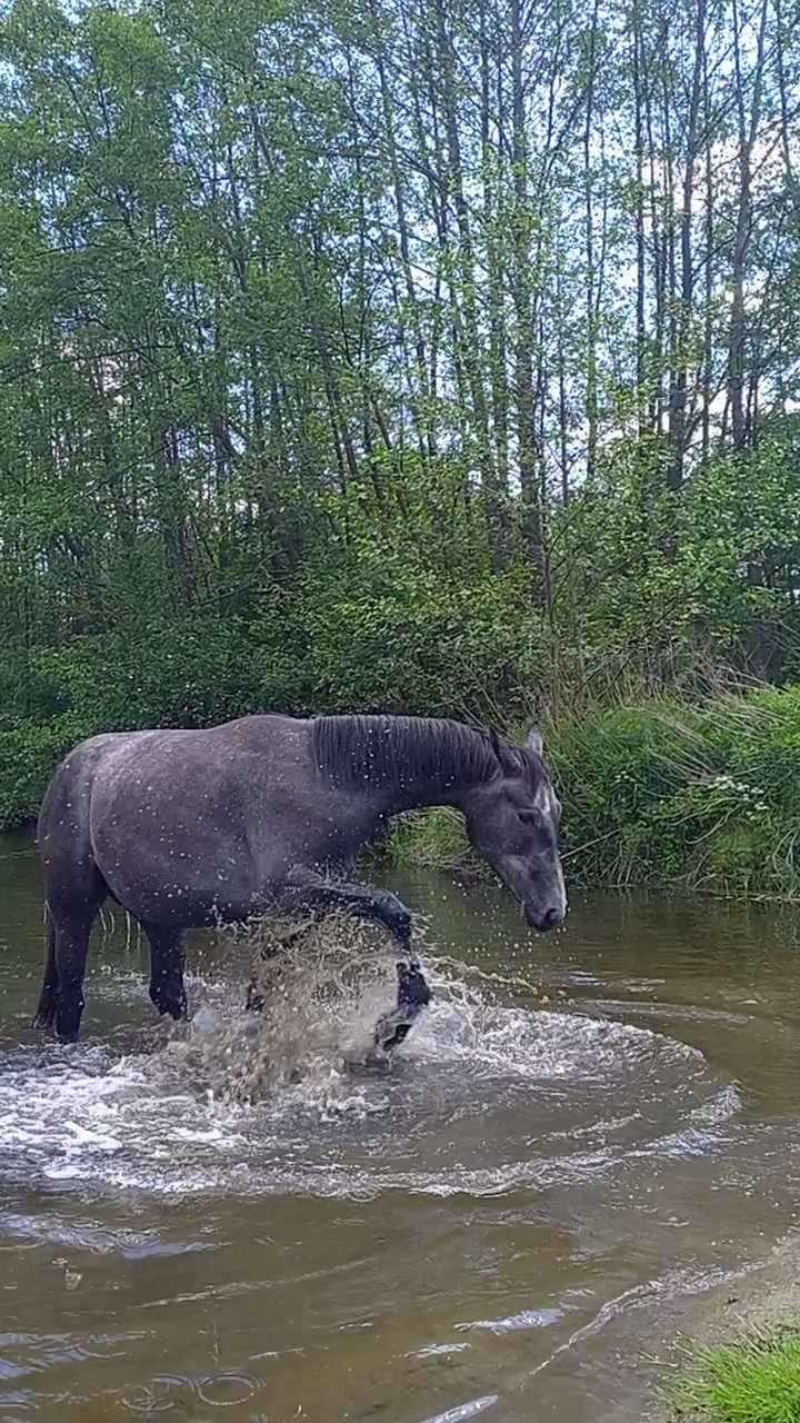 MTK Stadnina Koni Święte - zdjęcie 7