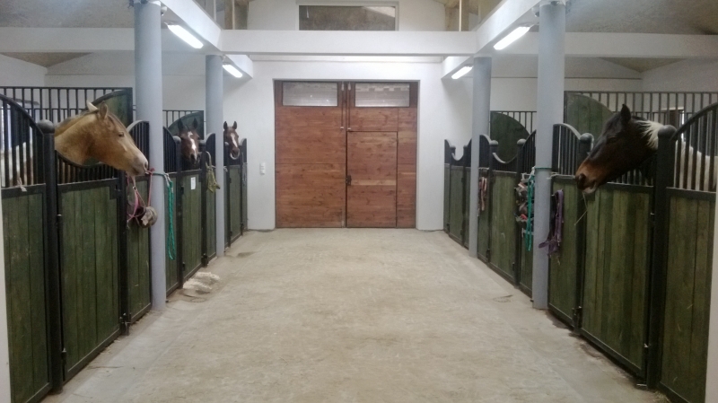 Wasiewicz Western Horses