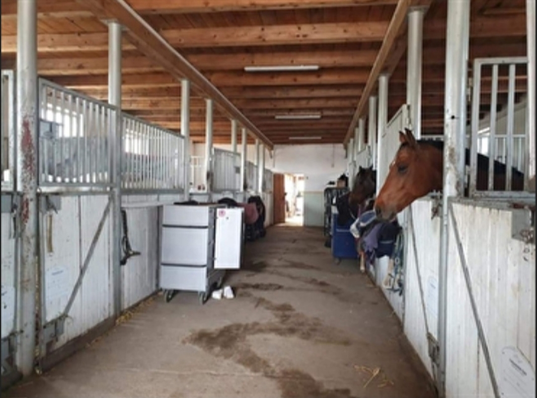 Meisterwalde Stables - zdjęcie 4