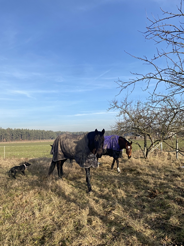 Stajnia Lipiany - zdjęcie 4