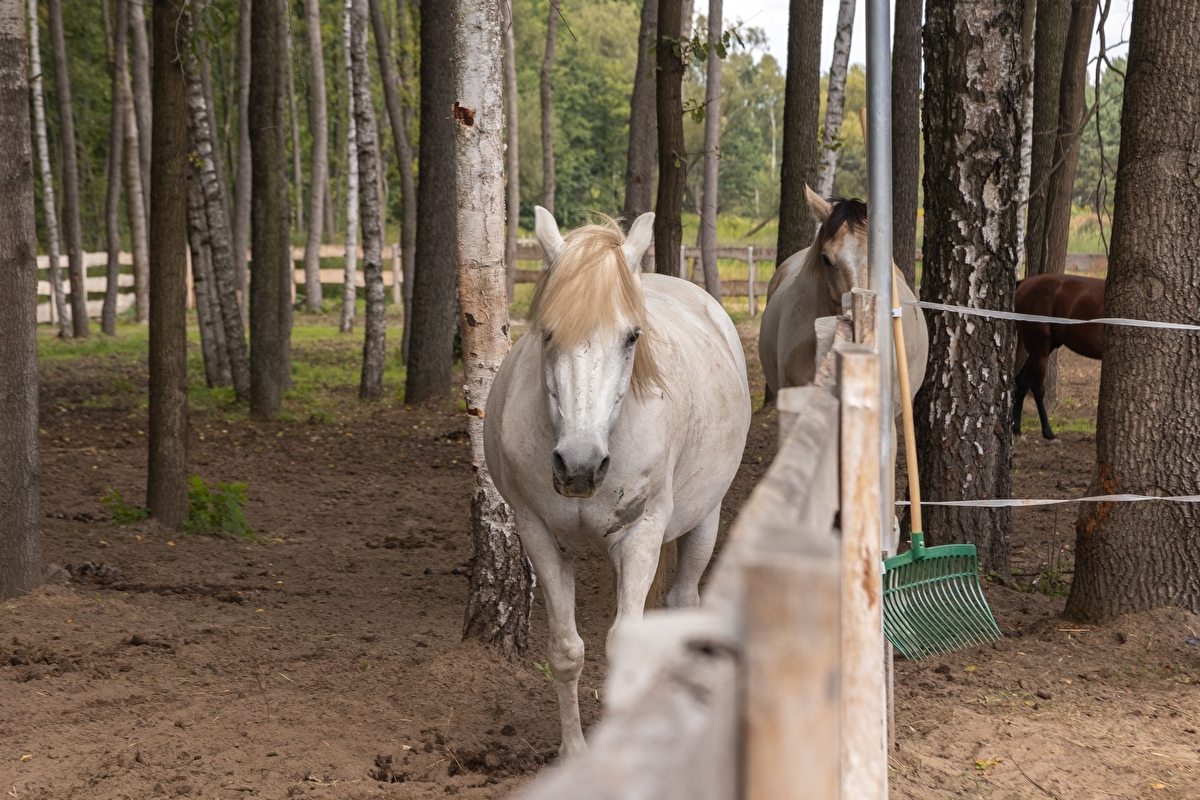 Equi-Park pensjonat i rehabilitacja koni