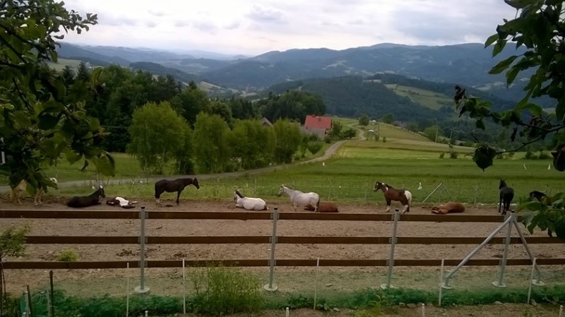 Stajnia LASKONIK