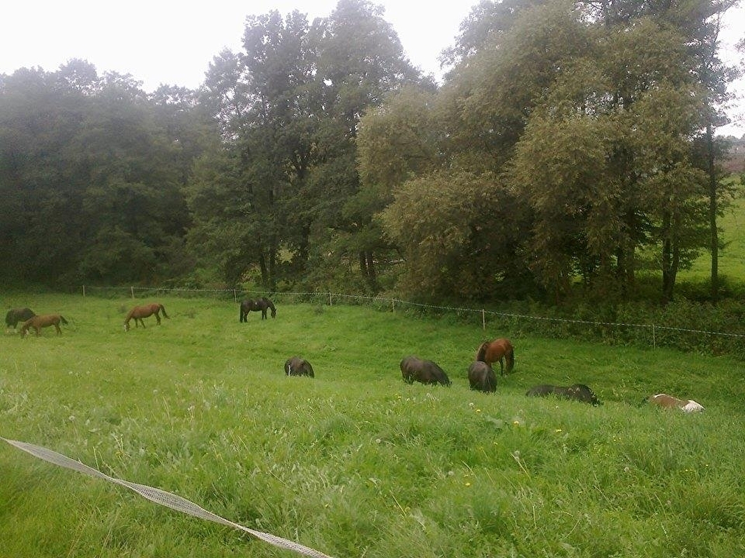 STAJNIA MONTANA - zdjęcie 7