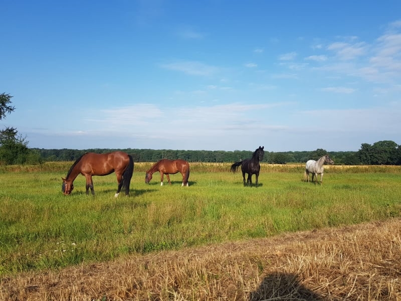 Greys Horses