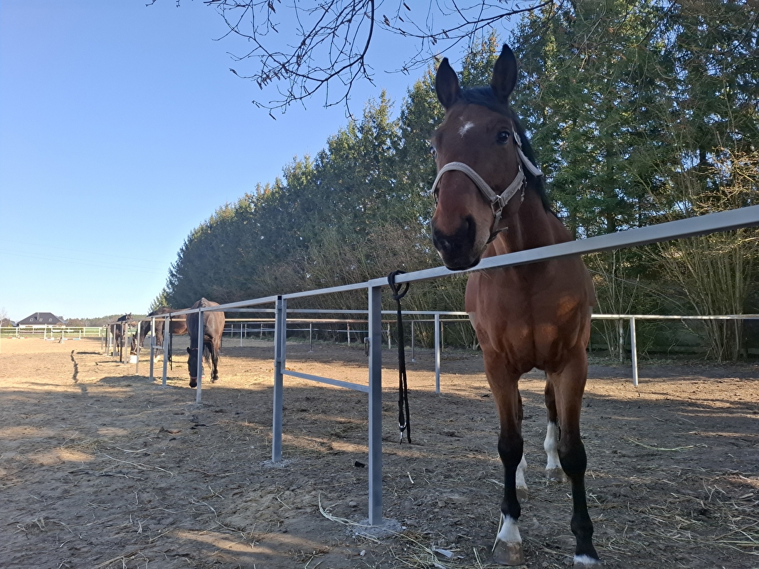 Dark Horse Stable - zdjęcie 1