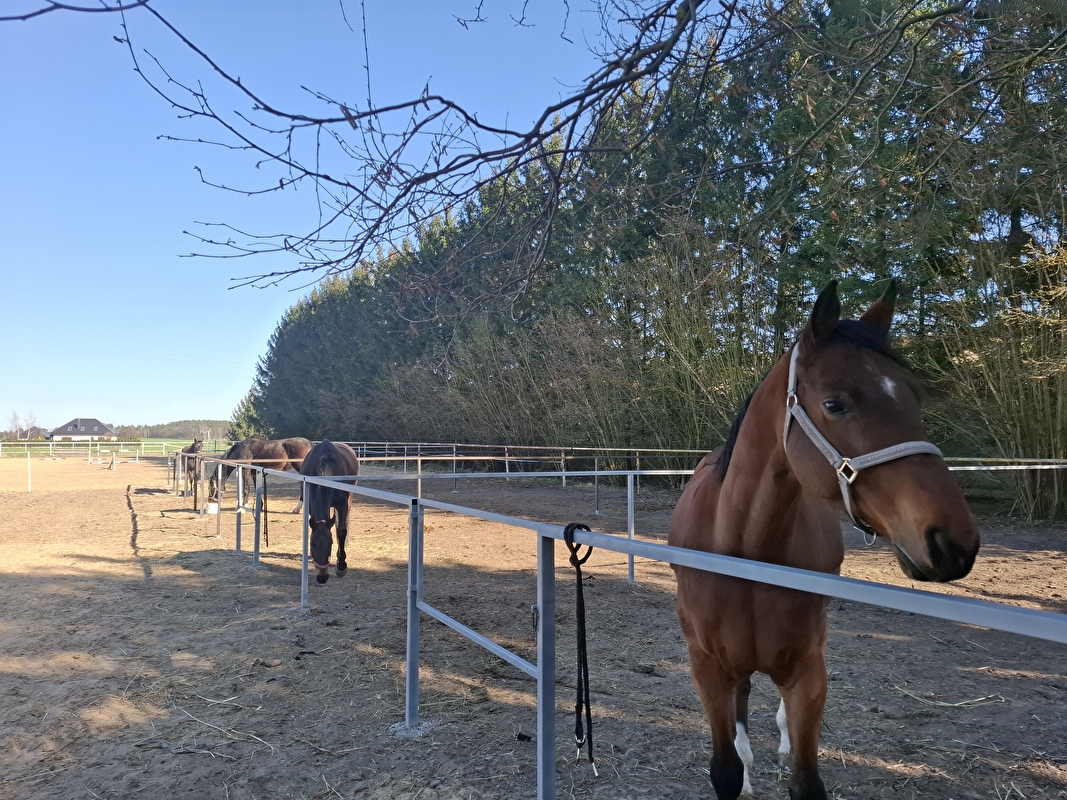 Dark Horse Stable - zdjęcie 2
