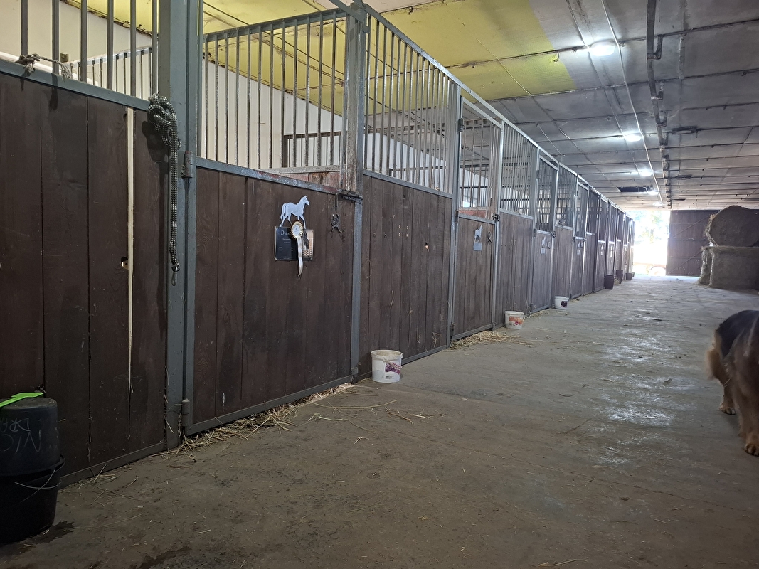Dark Horse Stable - zdjęcie 3