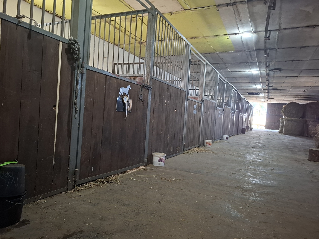 Dark Horse Stable - zdjęcie 4