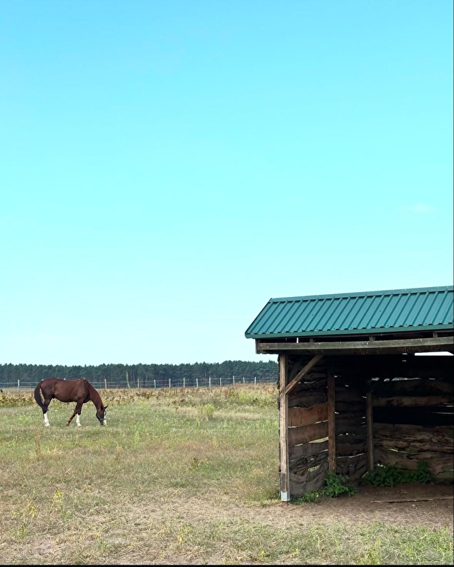 Horse Care Rehab Centre - zdjęcie 6