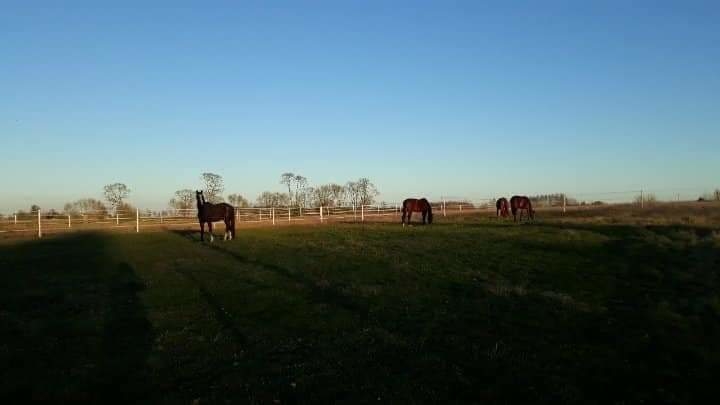 Stajnia Daylight Samolubie