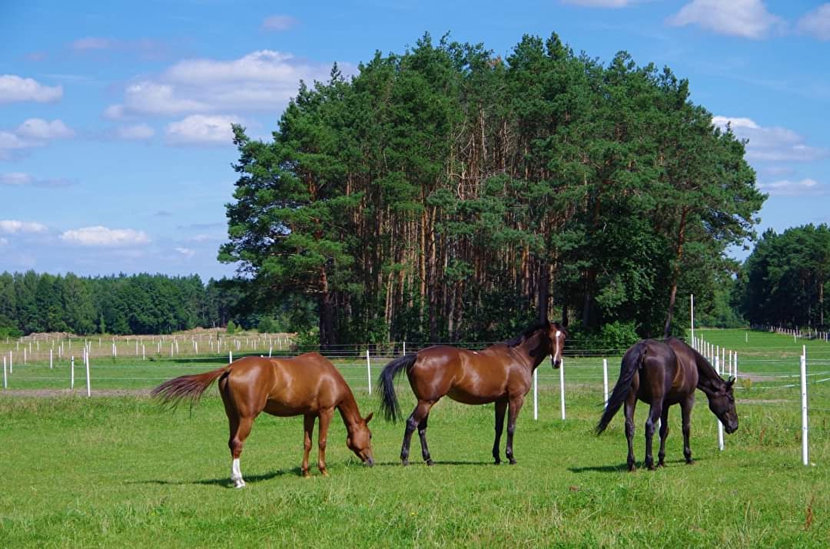 STAJNIA EMATINA