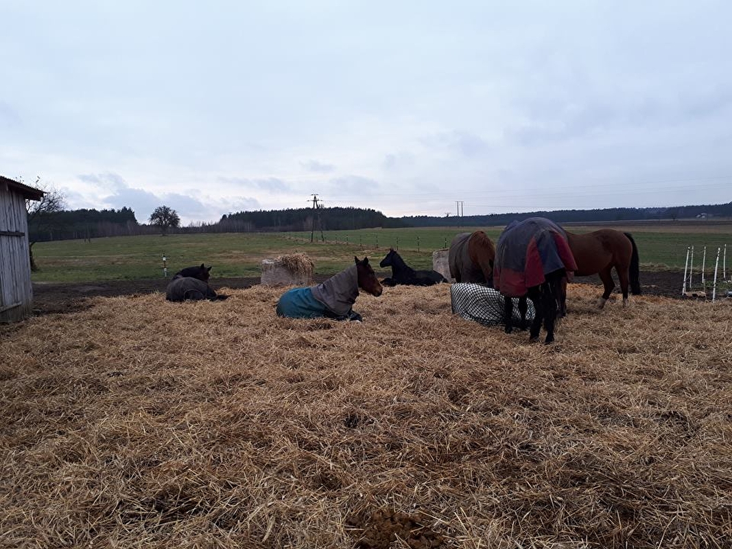 Pensjonat dla koni Stajni Vital Horse! padokowanie 24h