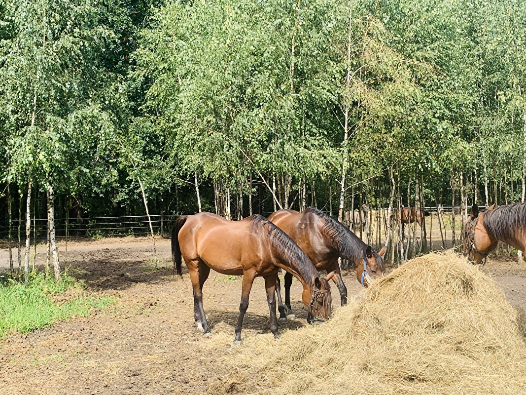 Stajnia pod Świerkami Powiat Wołomiński