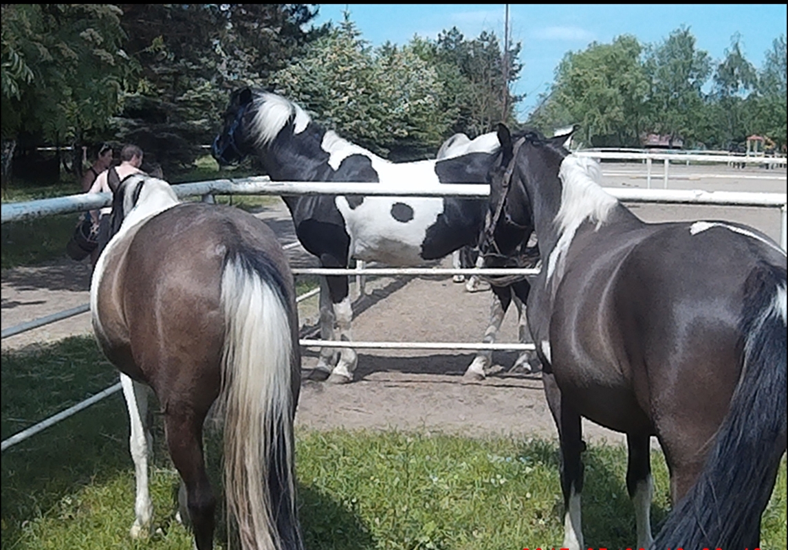 Farma Pony woj. mazowieckie