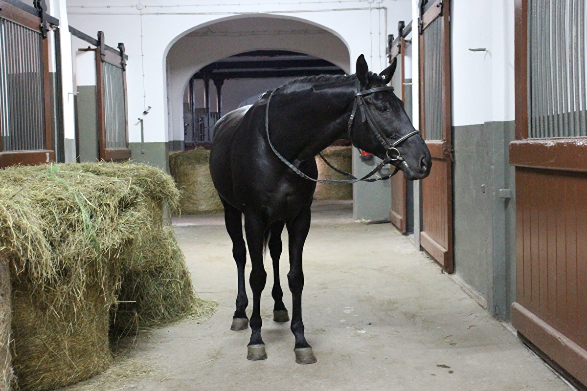 Stado Ogierów w Starogardzie Gdańskim - zdjęcie 1
