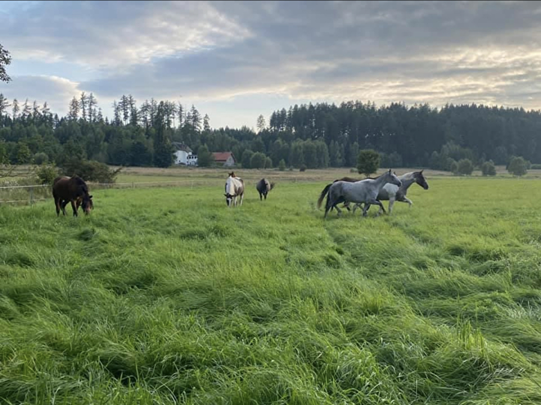 OJ Luna Ranch