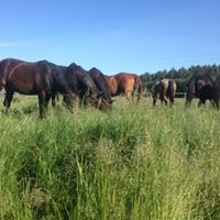 Stajnia Foresta - zdjęcie 7