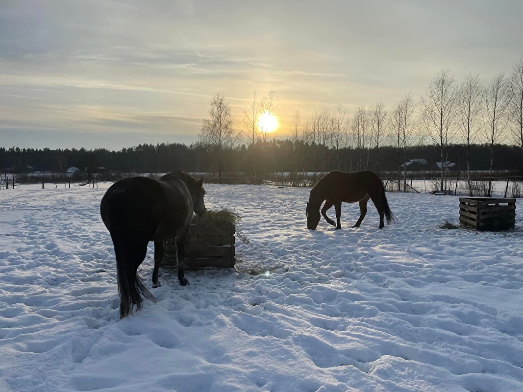 Stajnia wolnowybiegowa pod Mińskiem Mazowieckim