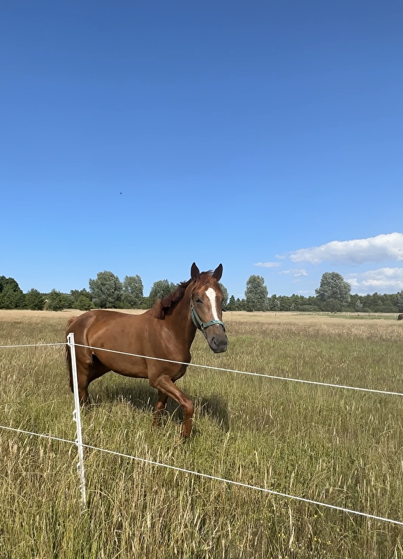 Stajnia King Horses - zdjęcie 6