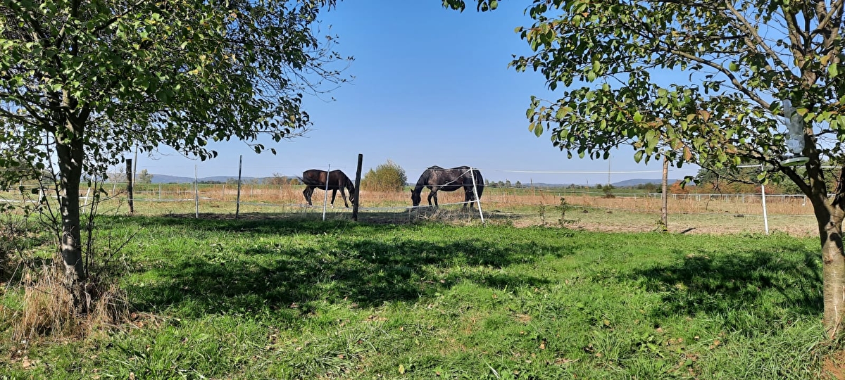 Stajnia Kępa Czernichów