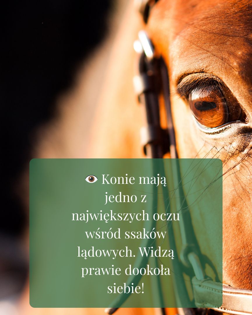 Stajnia Radzieszyn - zdjęcie 1