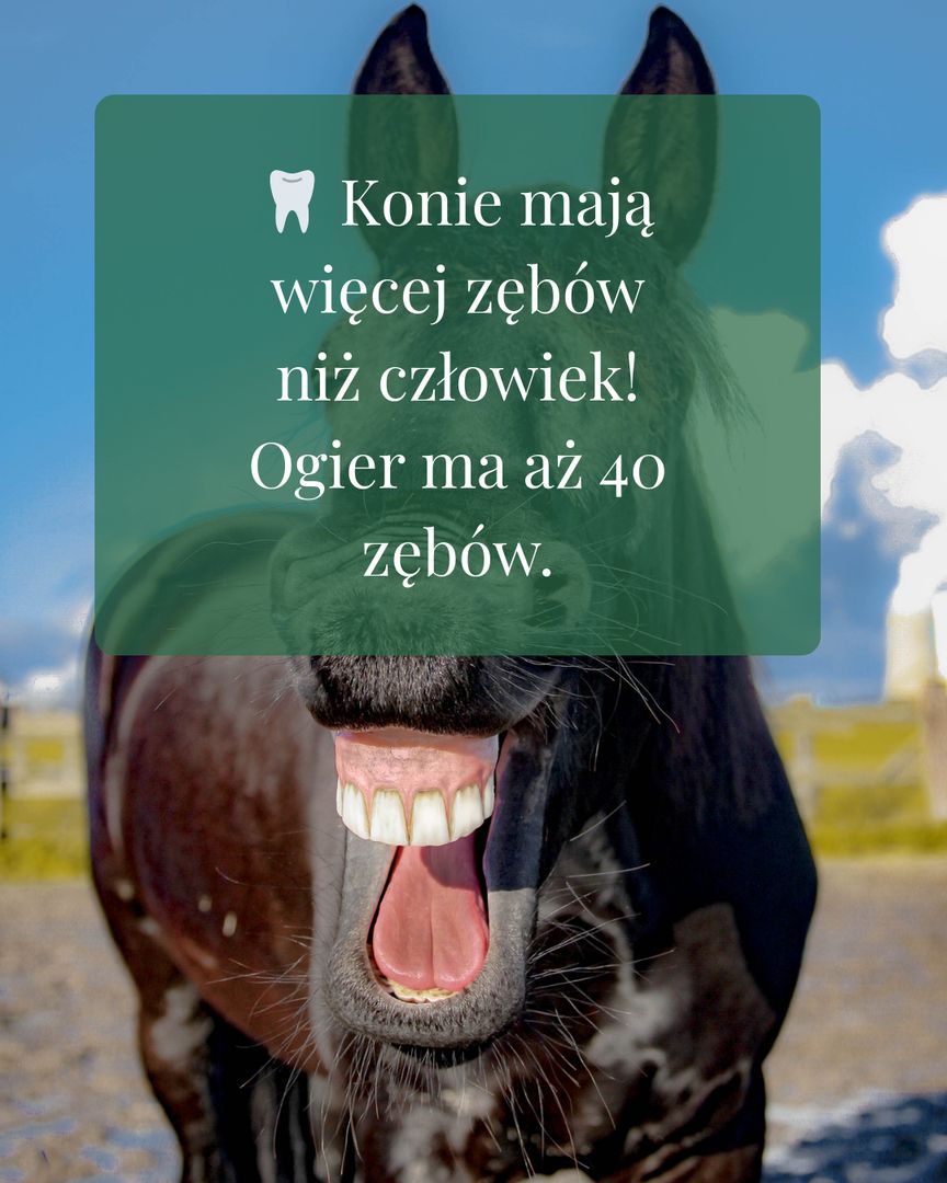 Stajnia Radzieszyn - zdjęcie 2