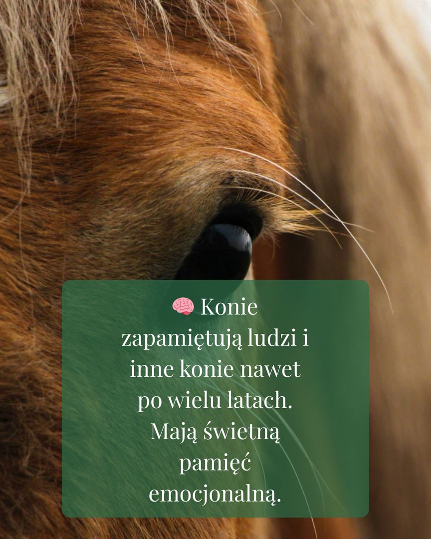 Stajnia Radzieszyn - zdjęcie 3