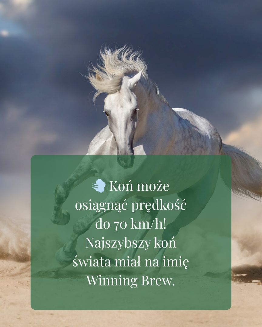 Stajnia Radzieszyn - zdjęcie 4