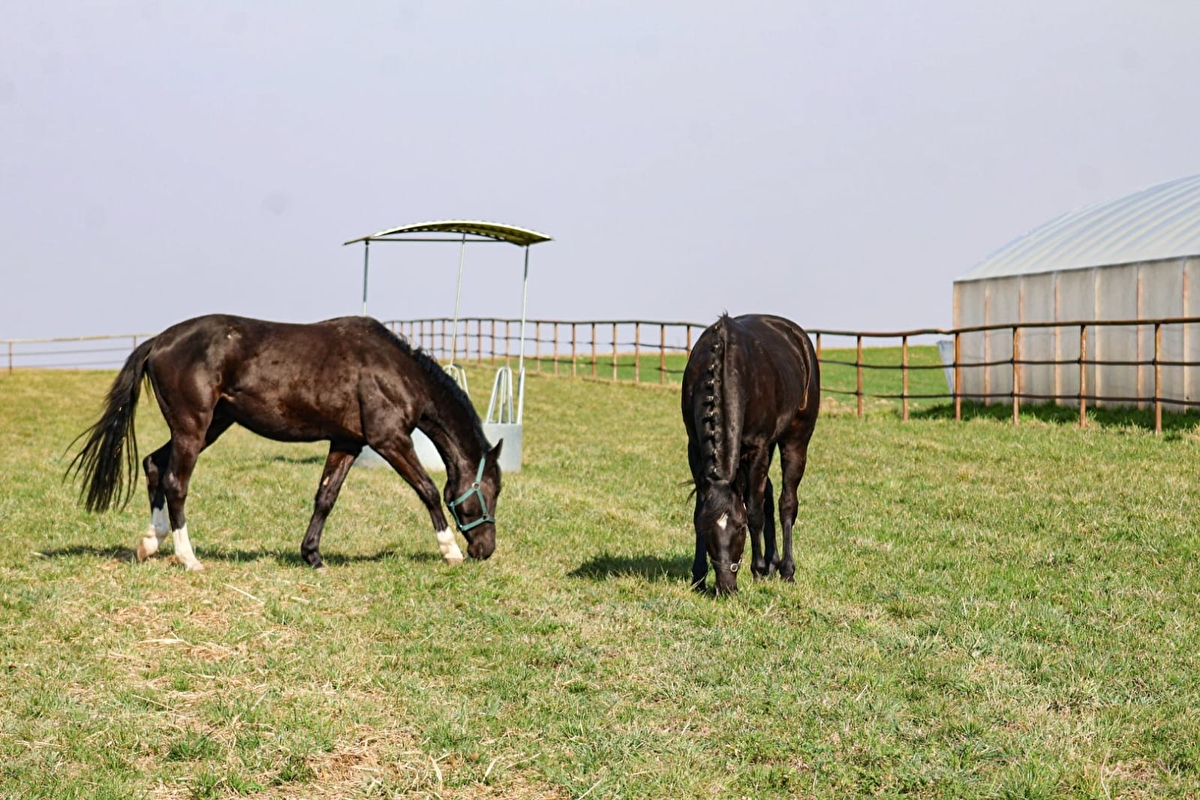Strzelczyk Ranch