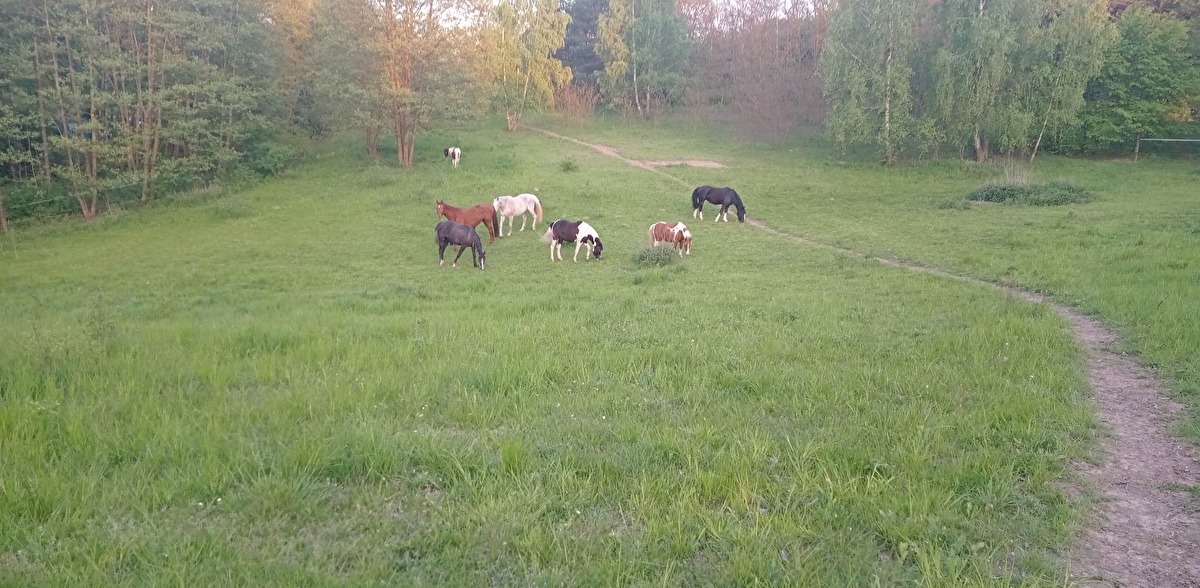 Stajnia Konie na Truskach